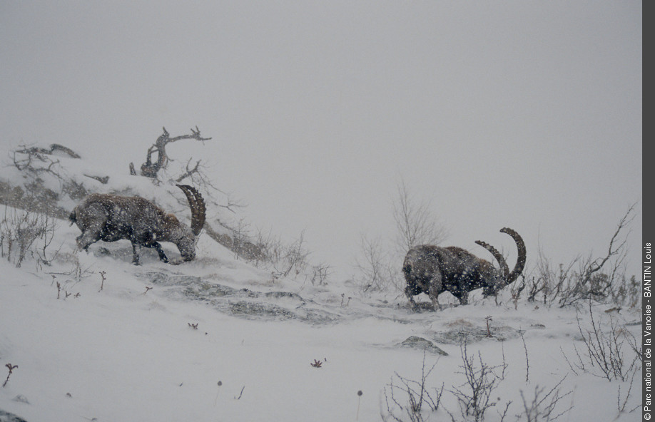 rencontre avec la faune sauvage