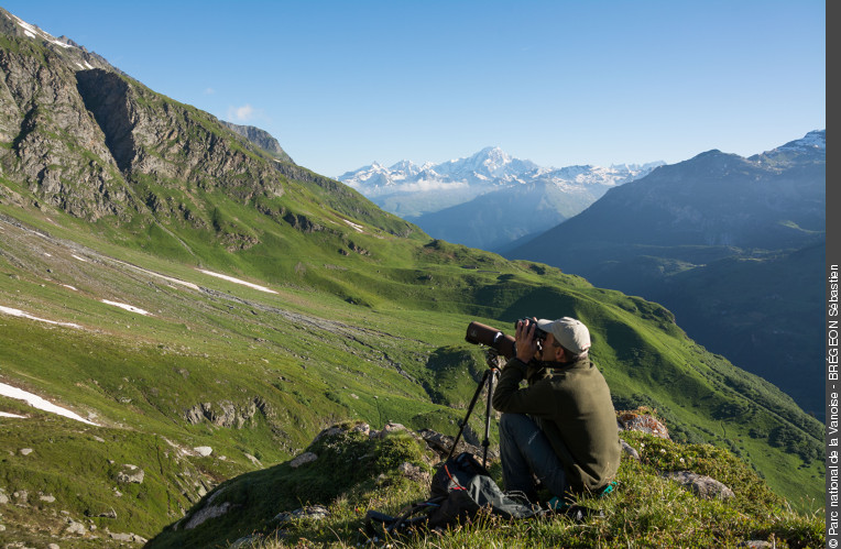 rencontre des barbus alpins