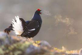 Coq de tétras-lyre | © Fotografare il Parco - Johannes Wassermann