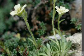 Saxifrage fausse mousse