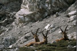 Groupe de bouquetins des Alpes, mâles, au repos