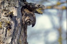 Chouette de Tengmalm sortant de son nid dans le tronc d'un mélèze.