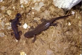 Mâle de triton alpestre paradant devant une femelle dans une zone humide située au Mollard (Belleville)