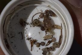 Récolte de mollusques pour leur identification. © PNV - A. Masset