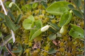 Violette des marais en fleur, dans une tourbière à proximité du Lac de Praz Pétaux
