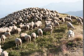 Troupeau de moutons, en pâture, patou sur la droite