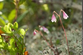 Linnée boréale en fleurs