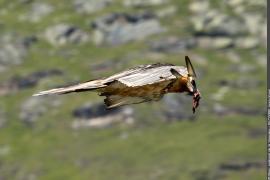 Gypaète barbu : adulte femelle en vol, tenant de la nourriture dans son bec