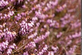 Bruyère des neiges en début de floraison