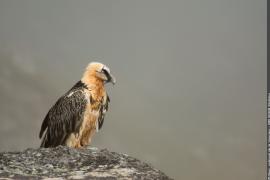Gypaète barbu adulte posé sur un rocher dans le brouillard