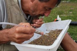 Collecte d'insectes avec un aspirateur à bouche pour leur identification; © PNV - K. Moussiegt