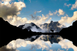 Le bouquetin des Alpes, animal emblématique du Parc national du Grand Paradis | © Alberto Olivero - Archivio PNGP