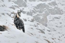 Chamois dans la neige © Fotografare il parco - Maurizio Pol