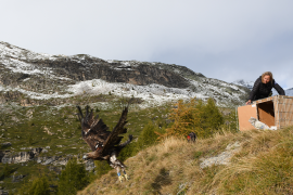 L'aigle "Plumas" est très vite sorti et a immédiatement pris son envol © PNV - Christophe Gotti