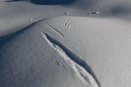Trace de tétras-lyre dans la neige | © PNV - Marie-Geneviève Bourgeois