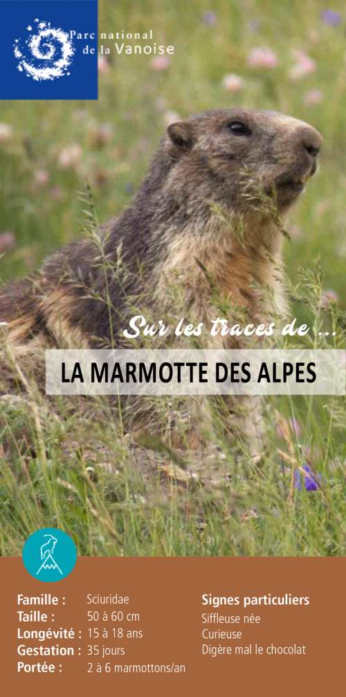 Fiche espèce Marmotte des Alpes