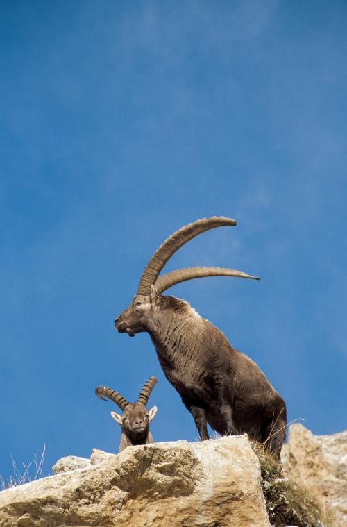 1pnv012862-pn-vanoise-imberdis_ludovic.jpg