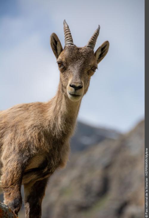 3pnv020613-pn-vanoise-herrmann_mylene-900px.jpg