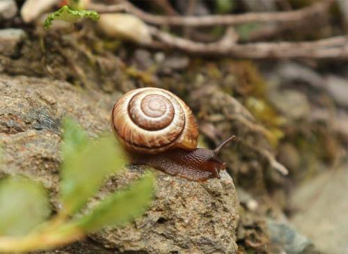 vanoise_4_fourth_report_vitrinidae_and_other_molluscs_margry_2017.jpg