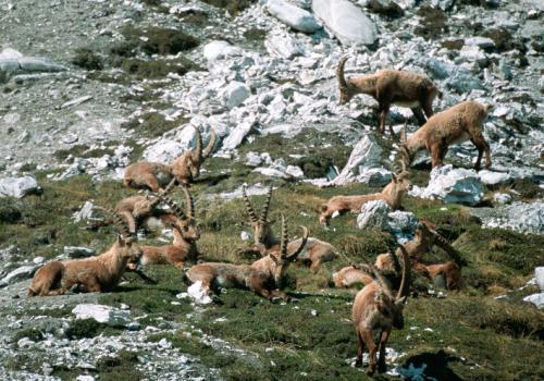 1pnv003341-pn-vanoise-imberdis_ludovic-750.jpg