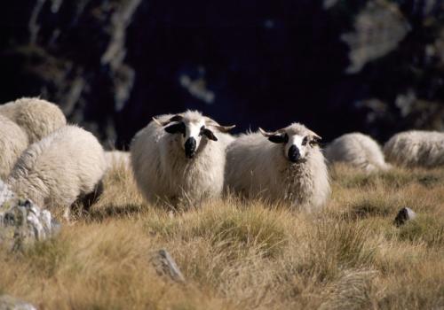 1pnv011239-pn-vanoise-tissot_nathalie-750.jpg