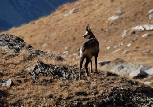 3pnv001990-pn-vanoise-garnier_alexandre-750.jpg