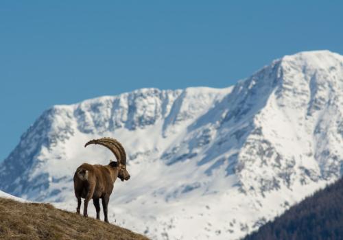 3pnv017603-pn-vanoise-bregeon_sebastien-750px.jpg