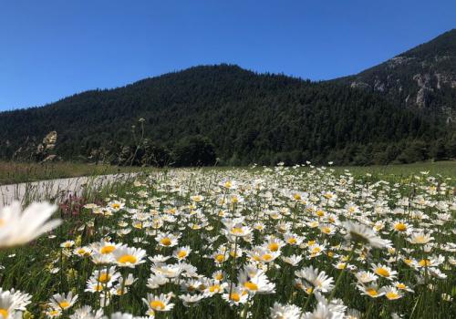 La Haute Maurienne Vanoise en fleurs - Champ de marguerites en Haute Maurienne Vanoise