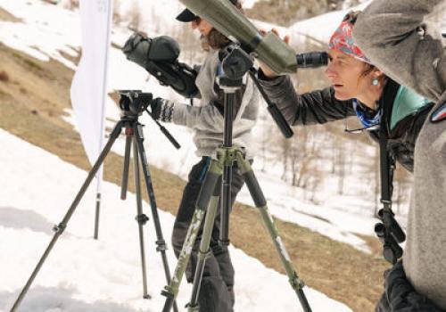 Observation des chamois et bouquetins - Observation des chamois et bouquetins