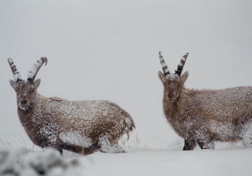 Point rencontre - Découverte de la faune en hiver -  Termignon_Val-Cenis - Bouquetins
