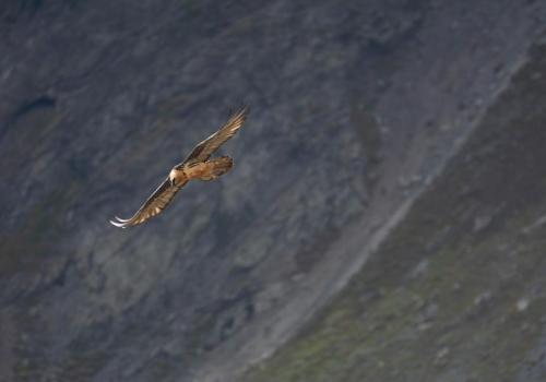 Scenographic module: The bearded vulture_Pralognan-la-Vanoise - Gypaète Barbu