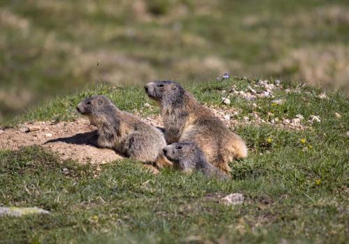 Animation "La Tribu des Marmottes"_Peisey-Nancroix