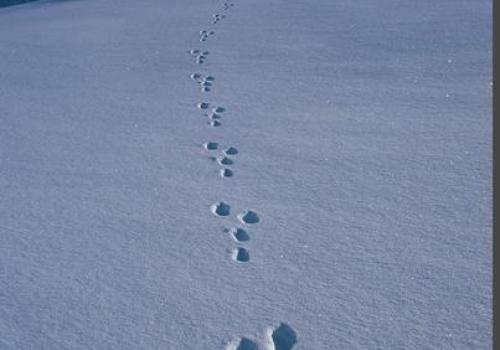 Visite commentée de l'exposition "Traces et indices de vie sauvage"_Aussois - Traces de lièvre variable