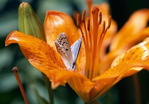 Exposition De fleur en fleur_Modane