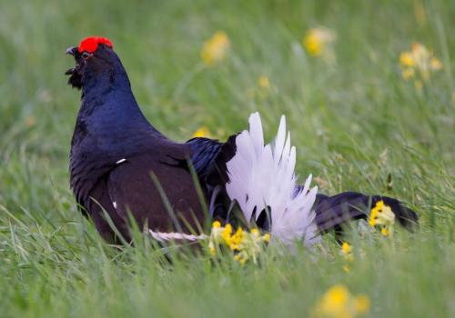 Exposition "La Forêt de l'Orgère"_Villarodin-Bourget