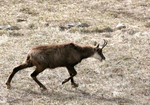 chamois_02_hr.jpg