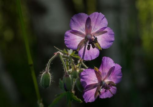 fleurs_.jpg