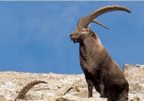 ibex.jpg