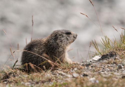 marmotte3.jpg