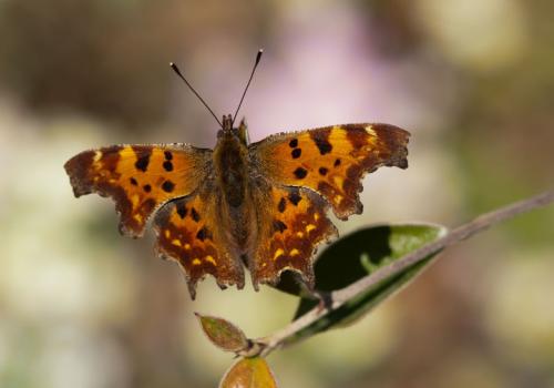 papillon6.jpg