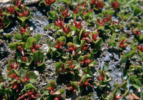 salix_herbacea_1pnv005250-pn-vanoise-balais_christian-1600px.jpg