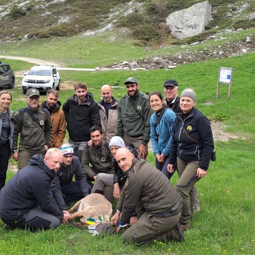 Capture bouquetin Maurienne