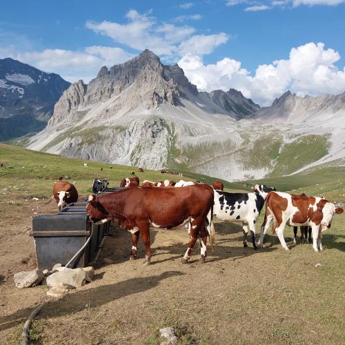 Vaches