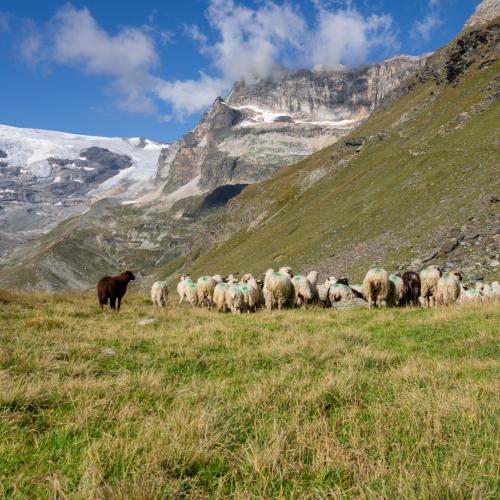 Troupeau de moutons et chiens de protection dans l'alpage dit "du Pelvoz"