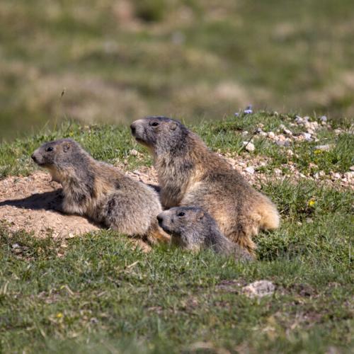 Marmottes