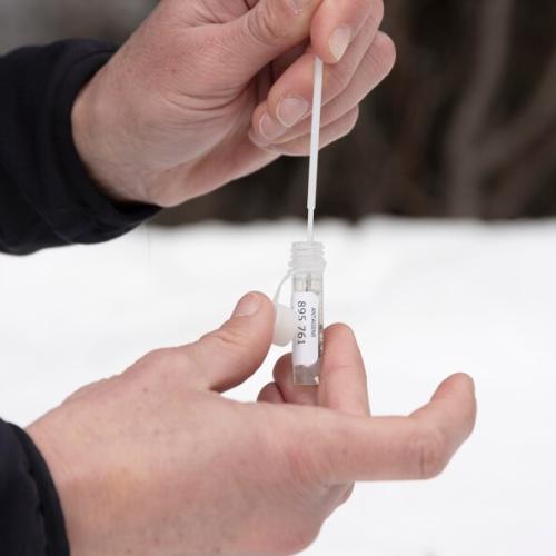 Prélèvement d'un échantillon de crotte de loup