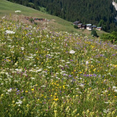 3pnv011321-pn-vanoise-gotti_christophe-750.jpg