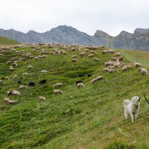 3pnv015989-pn-vanoise-gotti_christophe-750px.jpg