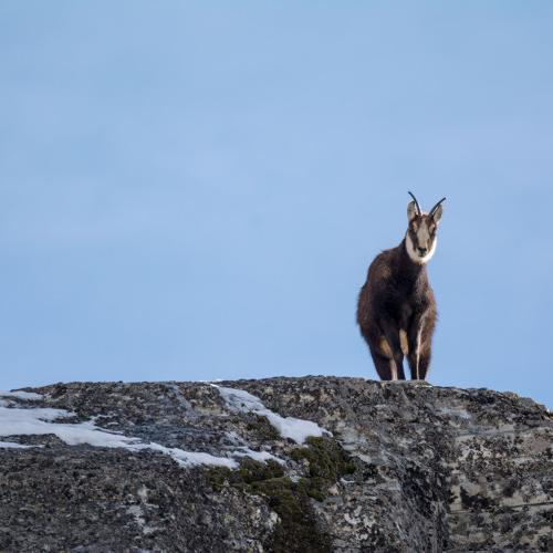 3pnv019144-pn-vanoise-balais_christian-750px.jpg