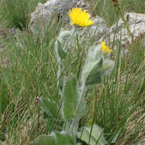 hieracium_monregalense_sur_le_terrain.jpg